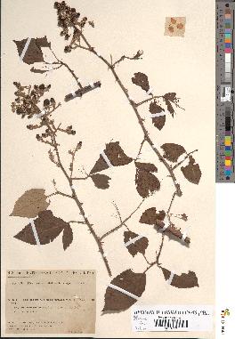 spécimen de Rubus ulmifolius