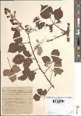 spécimen de Rubus ulmifolius