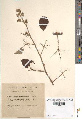 spécimen de Rubus propinquus