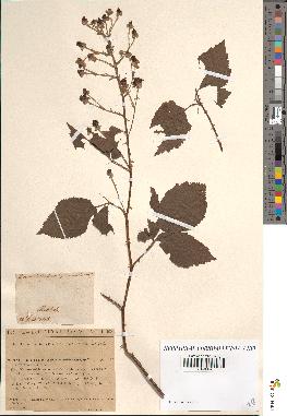 spécimen de Rubus thyrsoideus