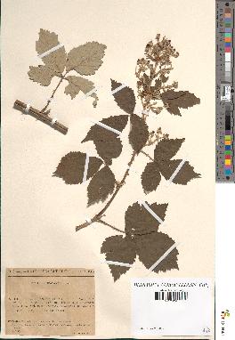 spécimen de Rubus polyanthus