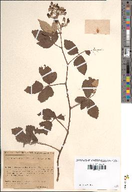 spécimen de Rubus collicolus