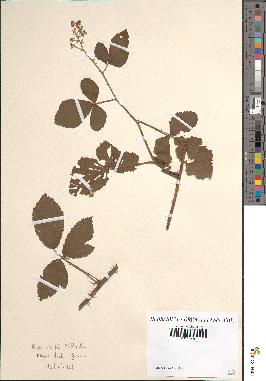 spécimen de Rubus collicolus