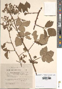 spécimen de Rubus chnoophyllus