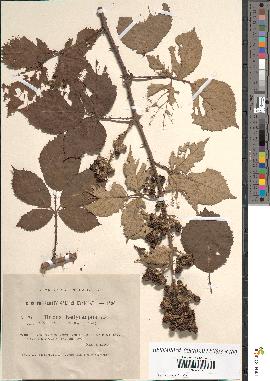 spécimen de Rubus hedycarpus