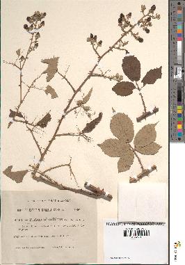 spécimen de Rubus ulmifolius