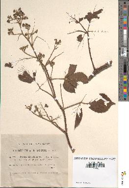 spécimen de Rubus silvaticus