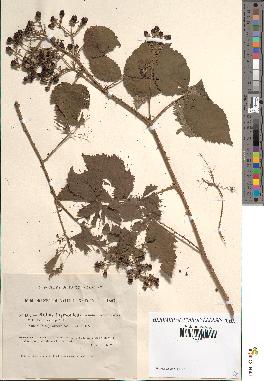 spécimen de Rubus thyrsoideus