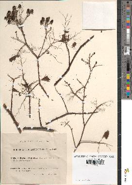 spécimen de Rubus cimbricus