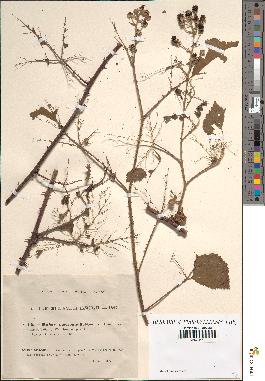 spécimen de Rubus macrophylloides