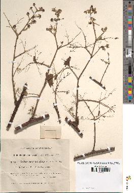 spécimen de Rubus macrophyllus