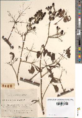 spécimen de Rubus leucandrus