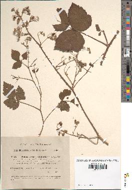 spécimen de Rubus caesius x ulmifolius