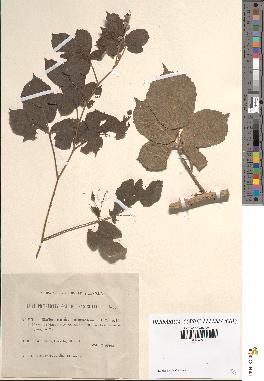 spécimen de Rubus caesius x ulmifolius