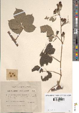 spécimen de Rubus caesius x ulmifolius