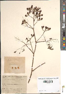 spécimen de Rubus obovatifrons