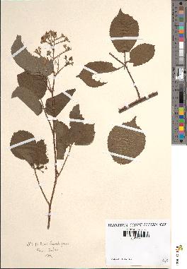 spécimen de Rubus obovatifrons