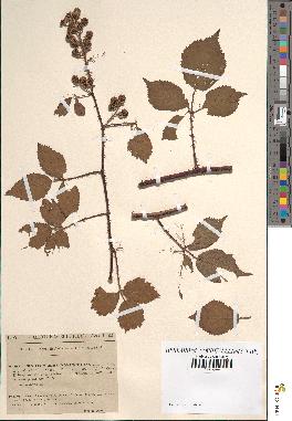 spécimen de Rubus melanoxylon