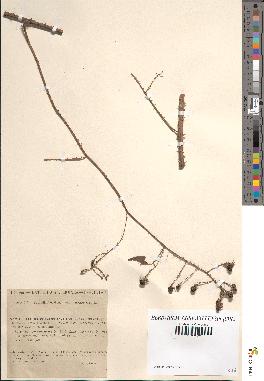 spécimen de Rubus rosaceus