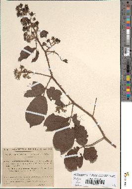 spécimen de Rubus hirtus