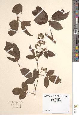 spécimen de Rubus hirtus