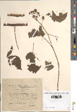 spécimen de Rubus sulcatiformis