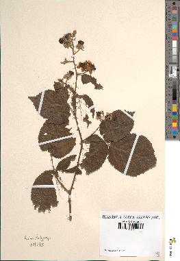 spécimen de Rubus hedycarpus