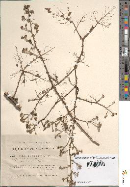 spécimen de Rubus mucronulatus
