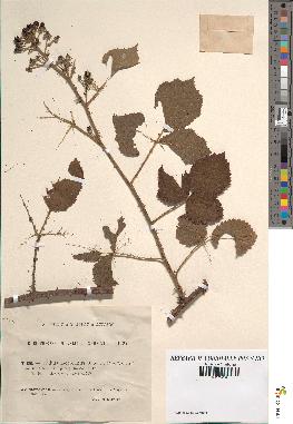 spécimen de Rubus boraeanus