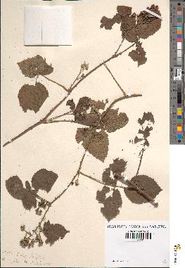 spécimen de Rubus ulmifolius x caesius