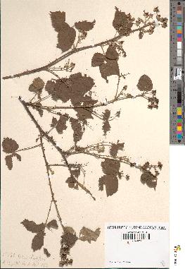 spécimen de Rubus ulmifolius x caesius