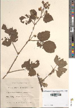 spécimen de Rubus ulmifolius x caesius