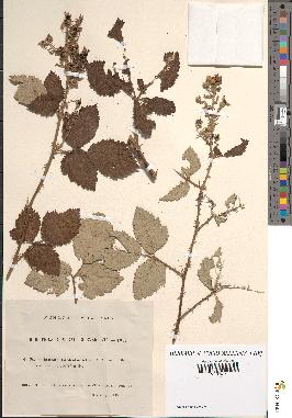 spécimen de Rubus linkianus