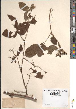 spécimen de Rubus glandulosus