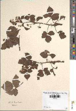 spécimen de Rubus caesius x rusticanus