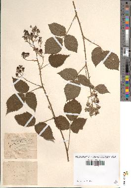 spécimen de Rubus rufescens