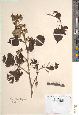 spécimen de Rubus hedycarpus