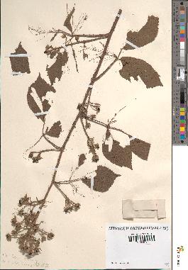 spécimen de Rubus × muricatus