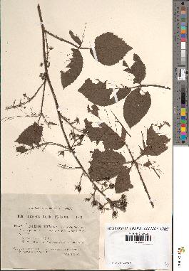 spécimen de Rubus hirtus