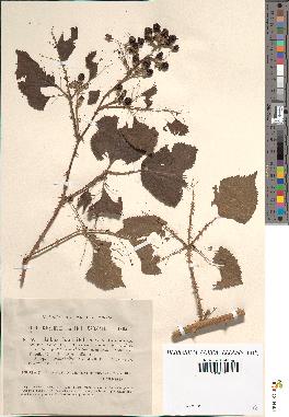 spécimen de Rubus rhamnifolius