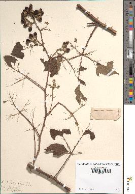 spécimen de Rubus rhamnifolius