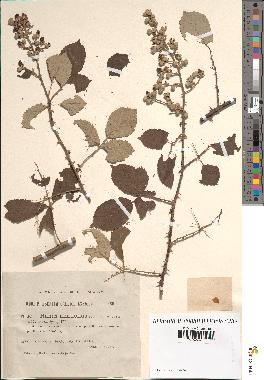 spécimen de Rubus ulmifolius