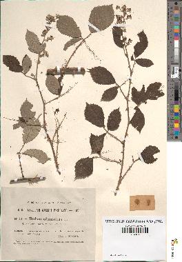 spécimen de Rubus ulmifolius