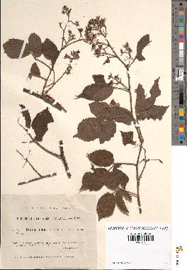 spécimen de Rubus hirtus