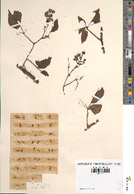 spécimen de Rubus hirtus