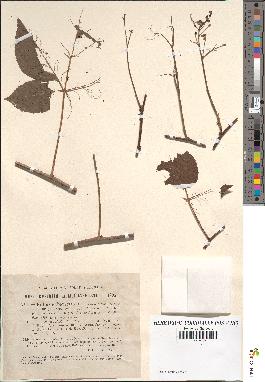 spécimen de Rubus suberectus