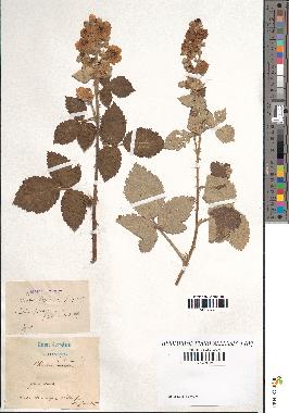 spécimen de Rubus linkianus