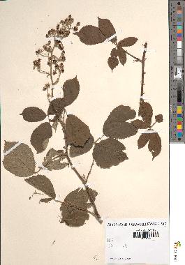 spécimen de Rubus sp.