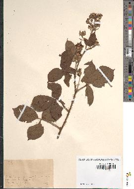 spécimen de Rubus sp.