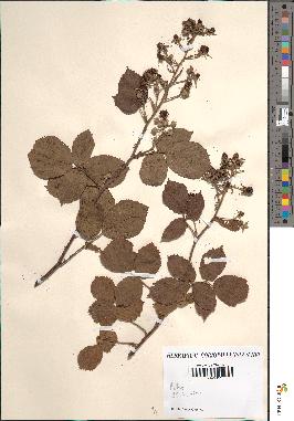 spécimen de Rubus sp.